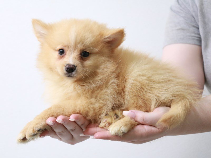 Pomeranian-Female-Cream-3690449-My Next Puppy