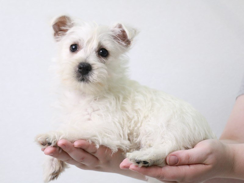 West Highland White Terrier-Female-White-3697086-My Next Puppy