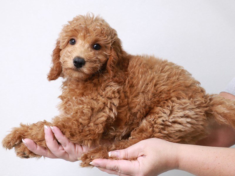 Mini Irishdoodle-Male-Red-3709382-My Next Puppy