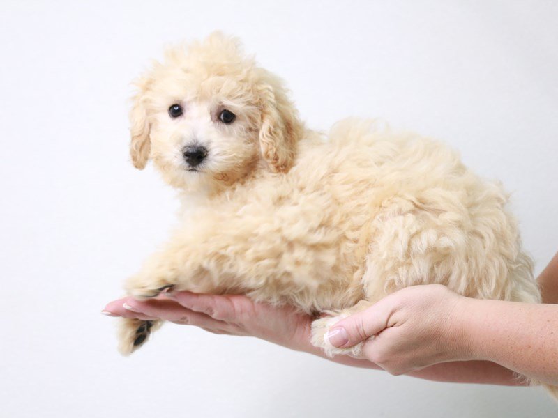 Bichapoo-DOG-Male-Apricot-3709381-My Next Puppy