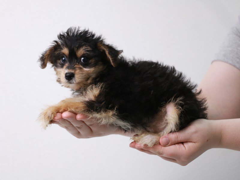 Yorkiepoo-Female-Black / Tan-3717285-My Next Puppy