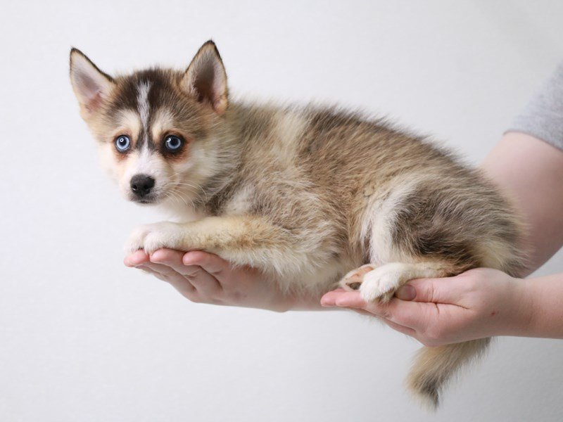 Pomsky-DOG-Male-Cream Sable-3717295-My Next Puppy