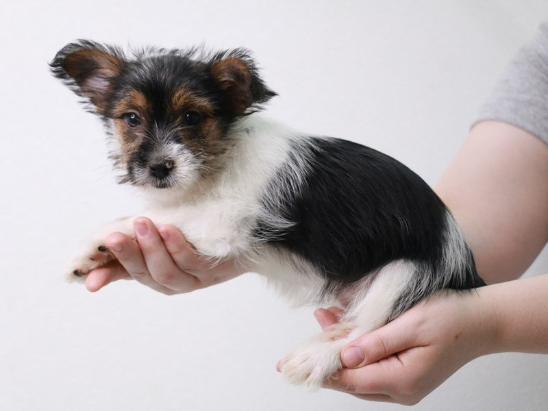 Biewer Yorkshire Terrier-Female-Black Tan / White-3717289-My Next Puppy