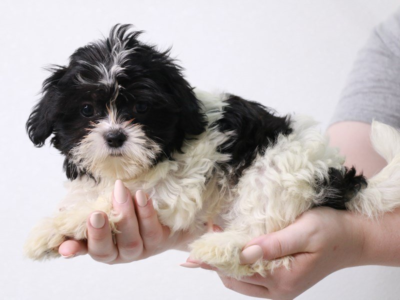 Teddy Bear-DOG-Female-Black / White-3723822-My Next Puppy