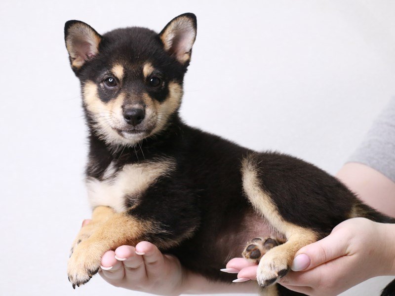 Shiba Inu-DOG-Female-Black / Tan-3733398-My Next Puppy