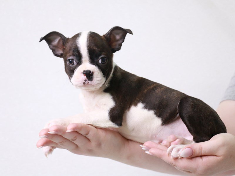 Boston Terrier-Female-Black Brindle-3725272-My Next Puppy