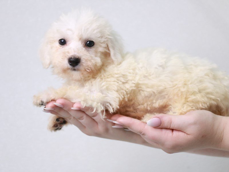 Bichon Frise-Female-White-3733387-My Next Puppy