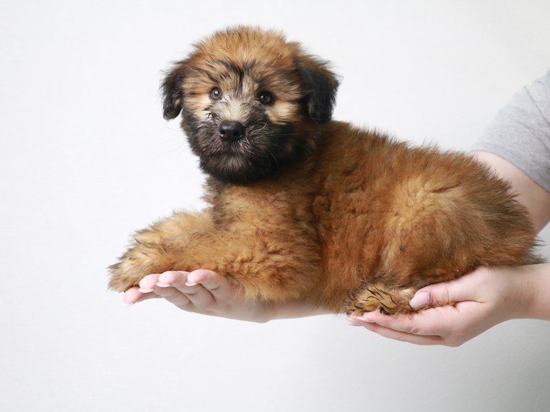 Soft Coated Wheaten Terrier-Male-Wheaten-3740993-My Next Puppy