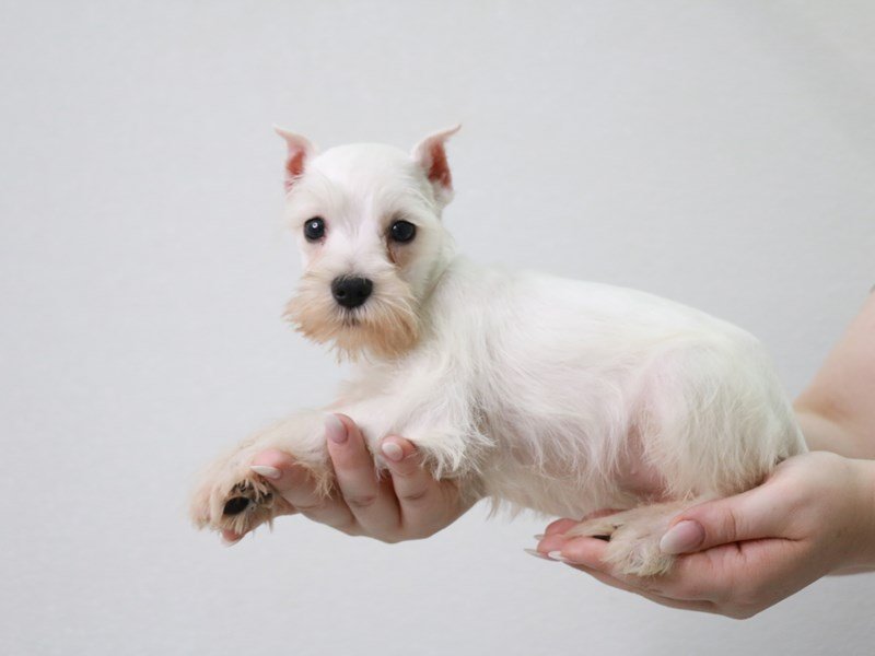 Miniature Schnauzer-Female-White-3740987-My Next Puppy