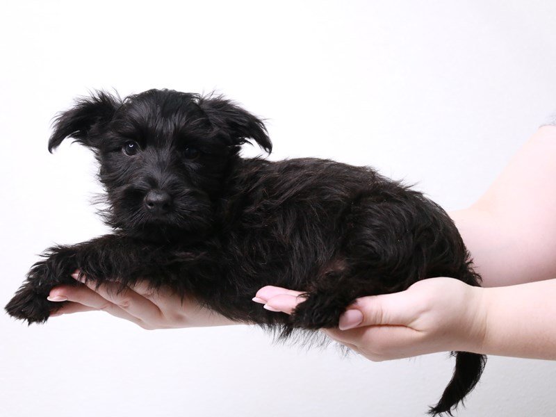 Scottish Terrier-Male-Black-3767139-My Next Puppy