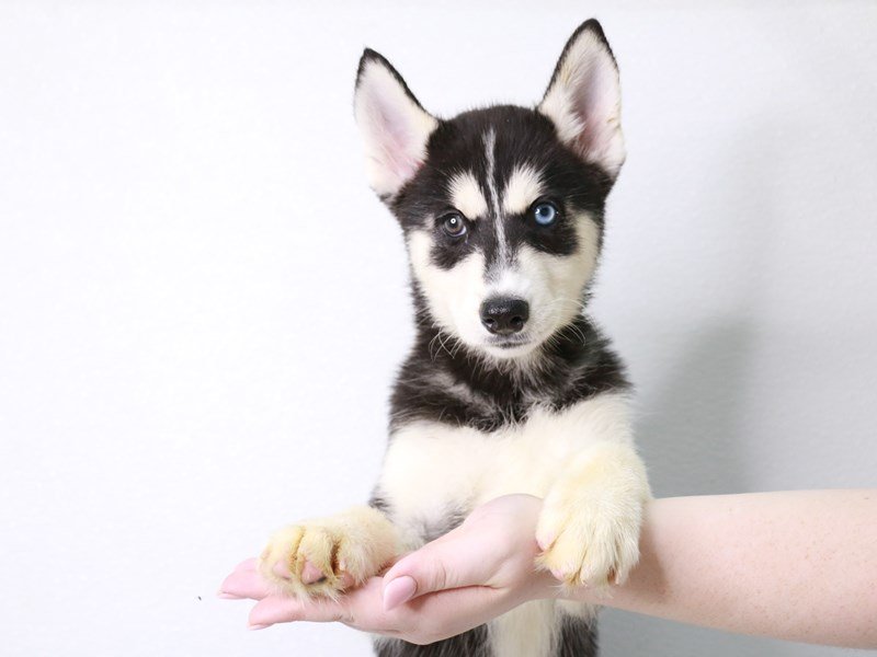 Siberian Husky-Female-Black / White-3767128-My Next Puppy