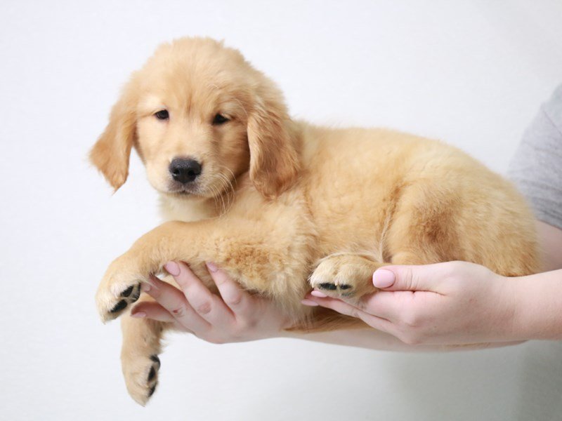 Golden Retriever-Male-Golden-3776858-My Next Puppy