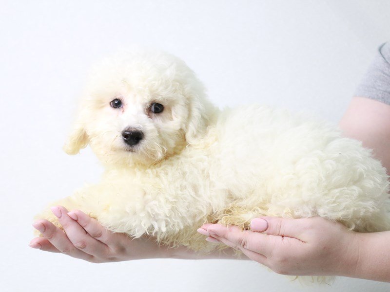 Bichon Frise-Male-White-3786852-My Next Puppy