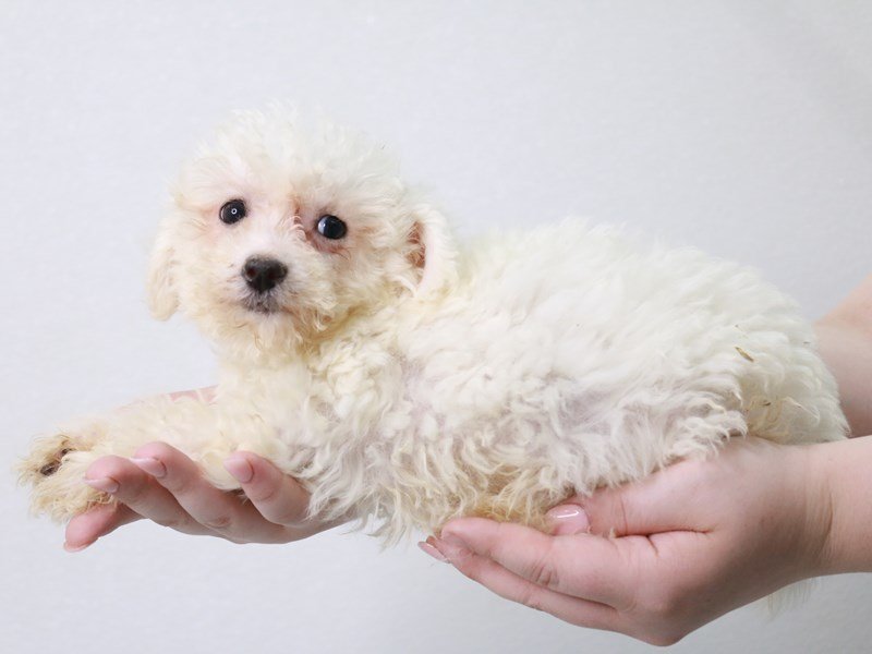 Bichon Frise-DOG-Female-White-3786618-My Next Puppy