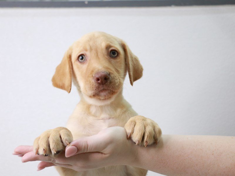 Labrador Retriever-Female-Yellow-3786631-My Next Puppy