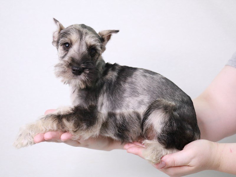 Miniature Schnauzer-Female-Sable Merle-3797002-My Next Puppy