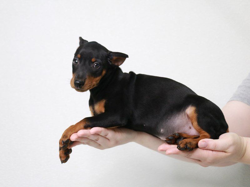 Miniature Pinscher-Male-Black / Rust-3796939-My Next Puppy