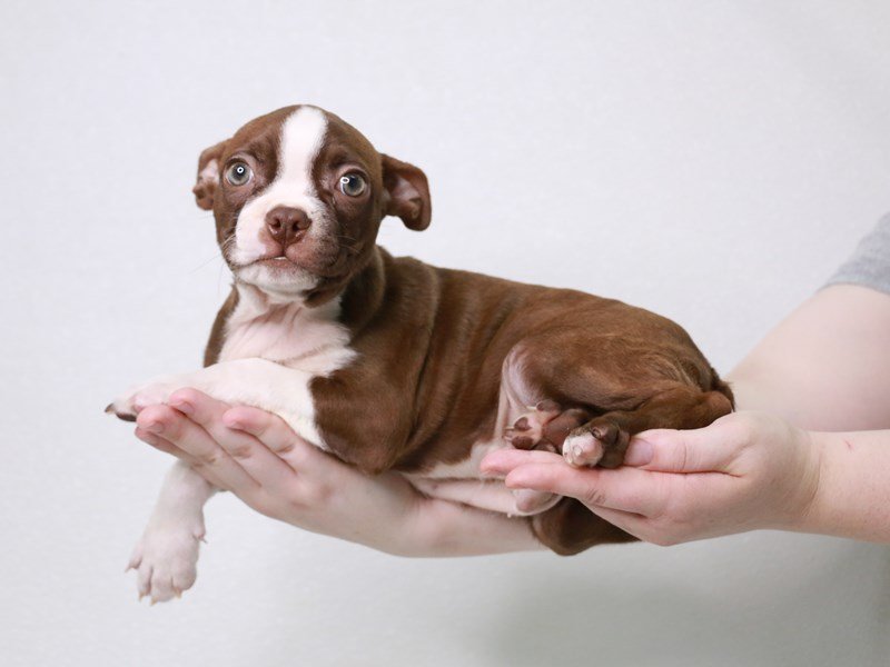 Boston Terrier-DOG-Male-Seal / White-3796942-My Next Puppy