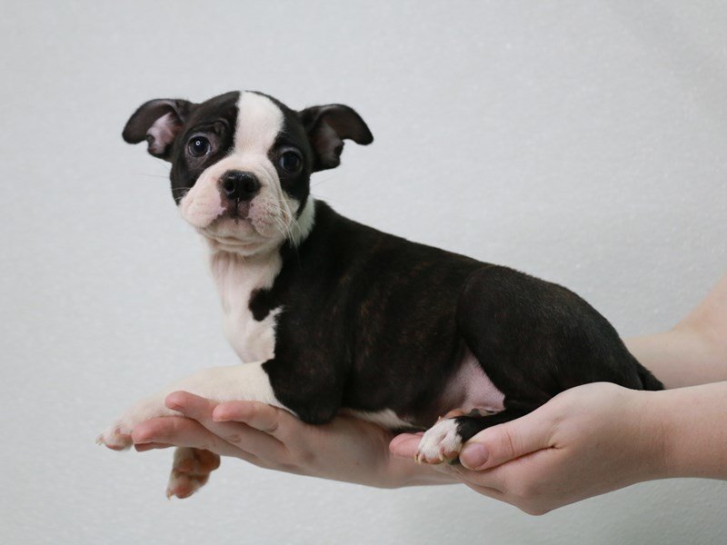 Boston Terrier-Male-Black / White-3804618-My Next Puppy