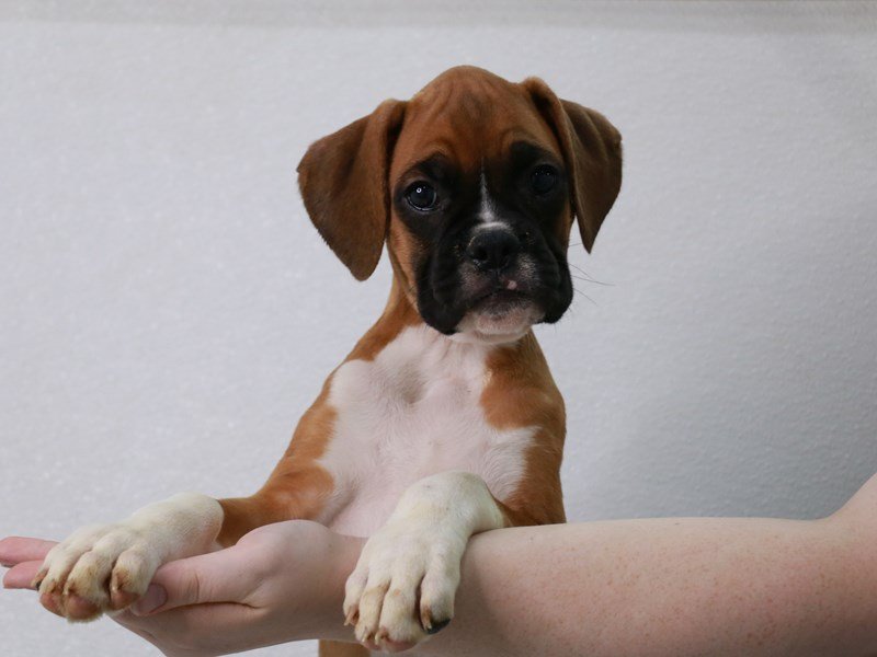 Boxer-Female-Fawn-3804537-My Next Puppy