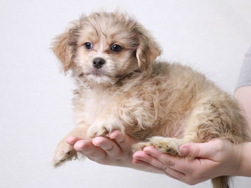Peekapoo-DOG-Male-Blue Fawn-3804534-My Next Puppy