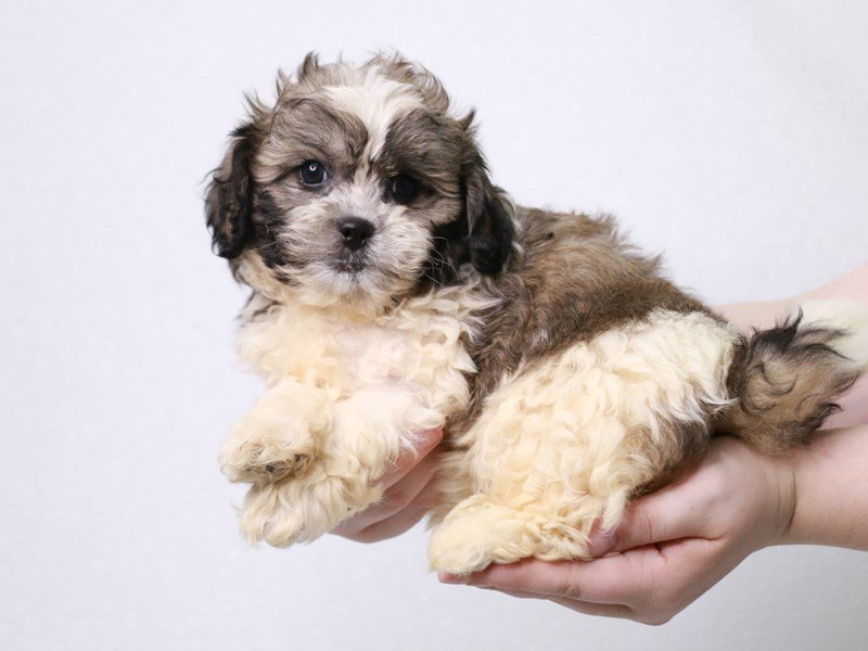 Teddy Bear-DOG-Male-White / Gold-3813699-My Next Puppy