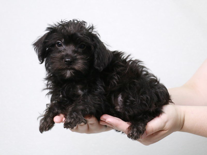Yorkiepoo-Male-Black-3813695-My Next Puppy