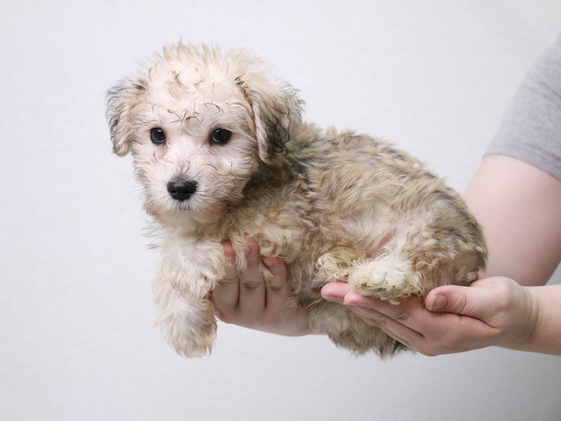 Schnoodle-DOG-Male-Salt / Pepper-3813701-My Next Puppy