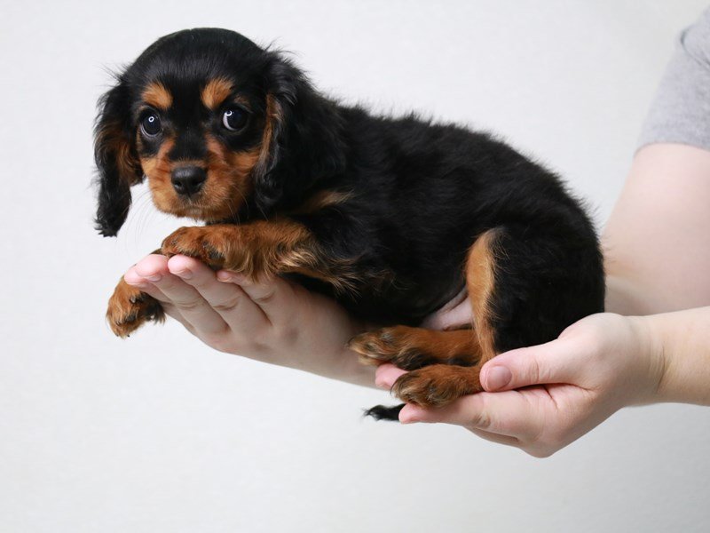 Cavalier King Charles Spaniel-Male-Black / Tan-3822916-My Next Puppy
