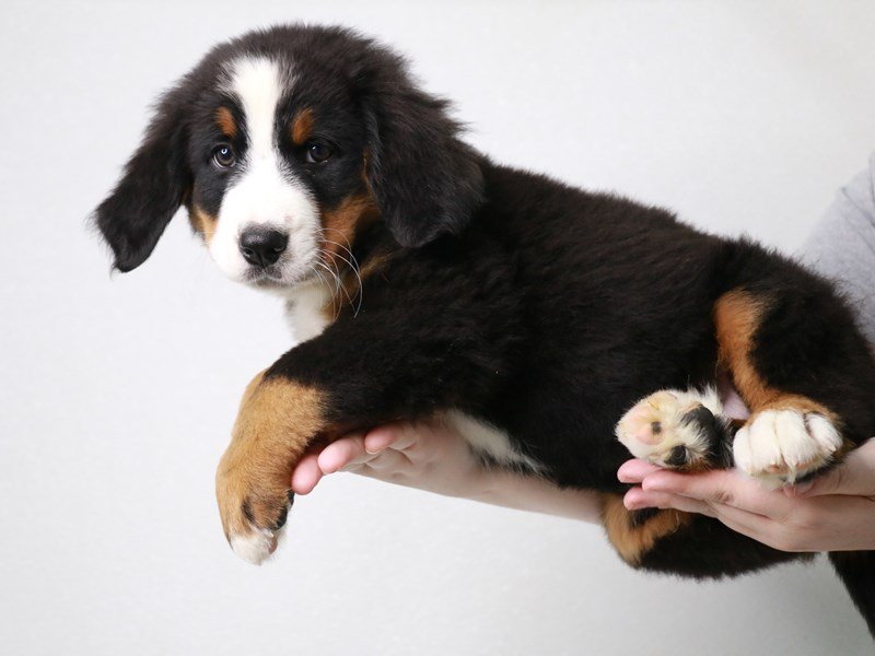 Bernese Mountain Dog-DOG-Male-Black White / Tan-3822928-My Next Puppy