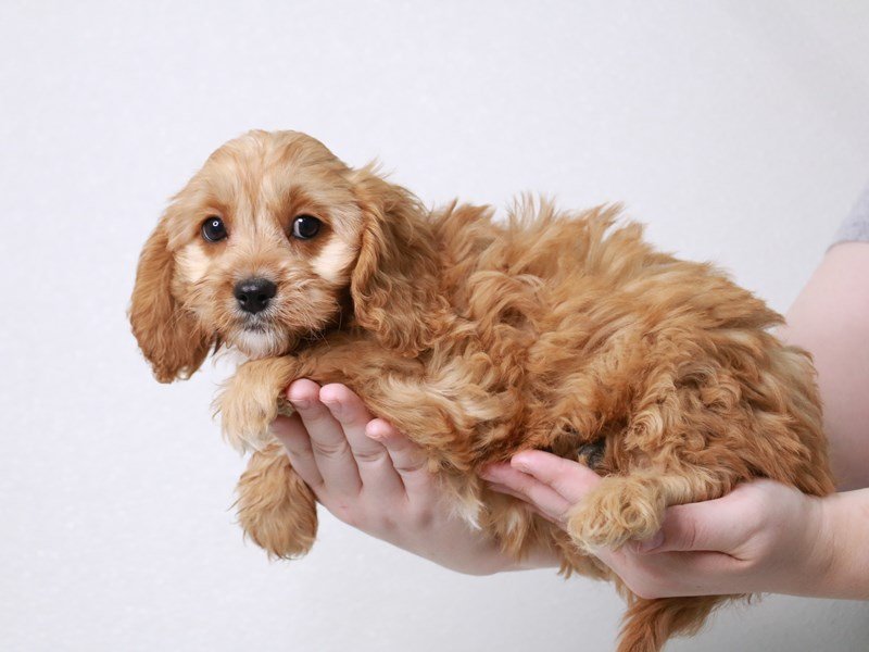 Cavapoo-DOG-Female-Red-3822923-My Next Puppy