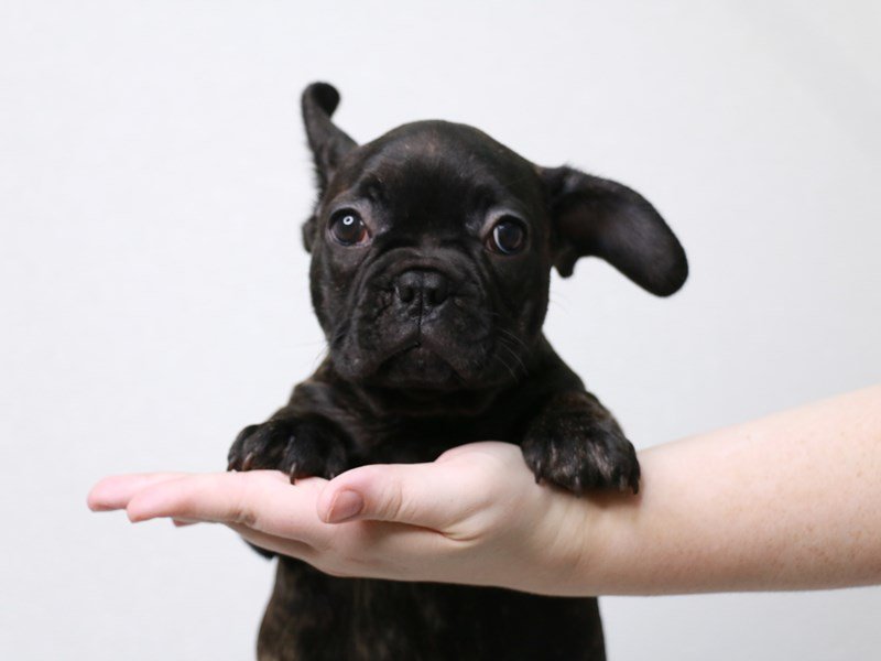 French Bulldog-Male-Black Brindle-3822914-My Next Puppy