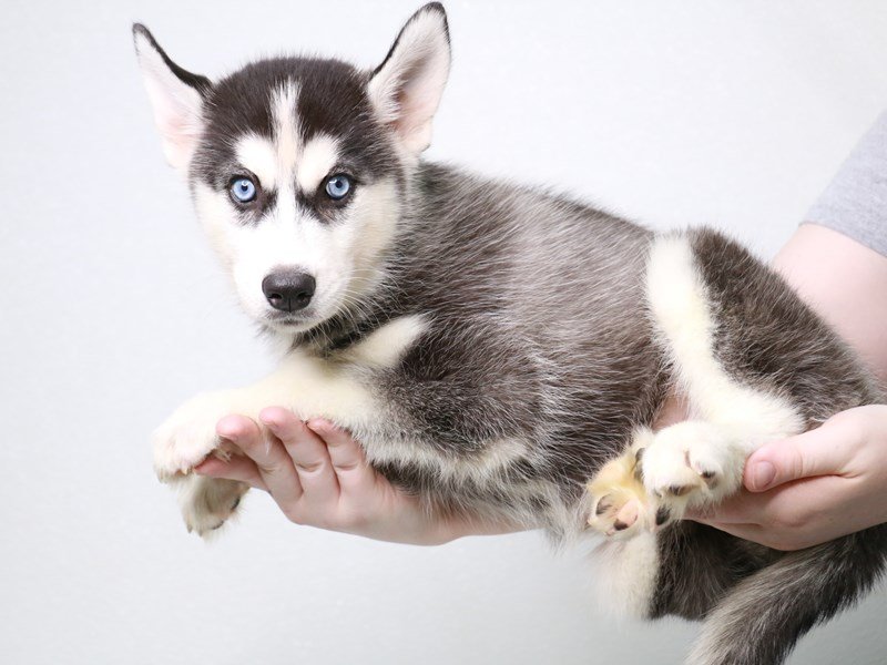 Siberian Husky-Female-Black / White-3822913-My Next Puppy