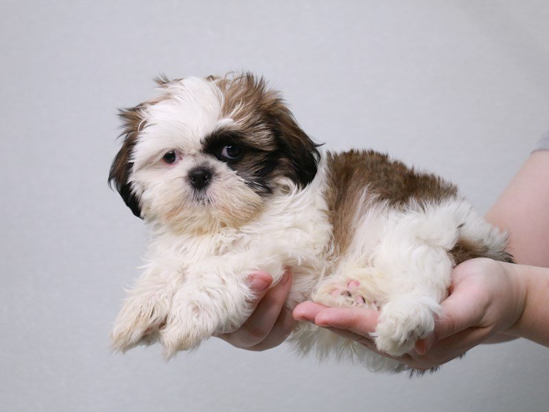 Shih Tzu-Male-White / Gold-3822915-My Next Puppy