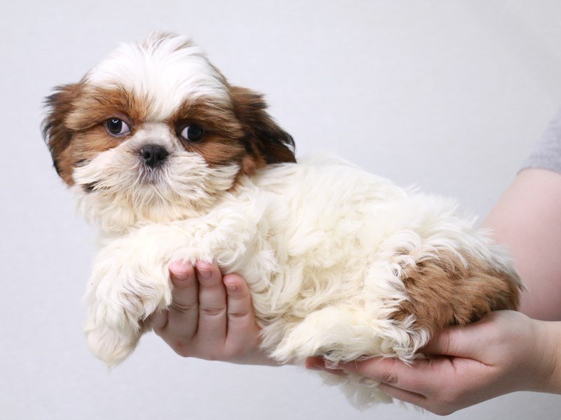 Shih Tzu-DOG-Male-Gold / White-3822927-My Next Puppy