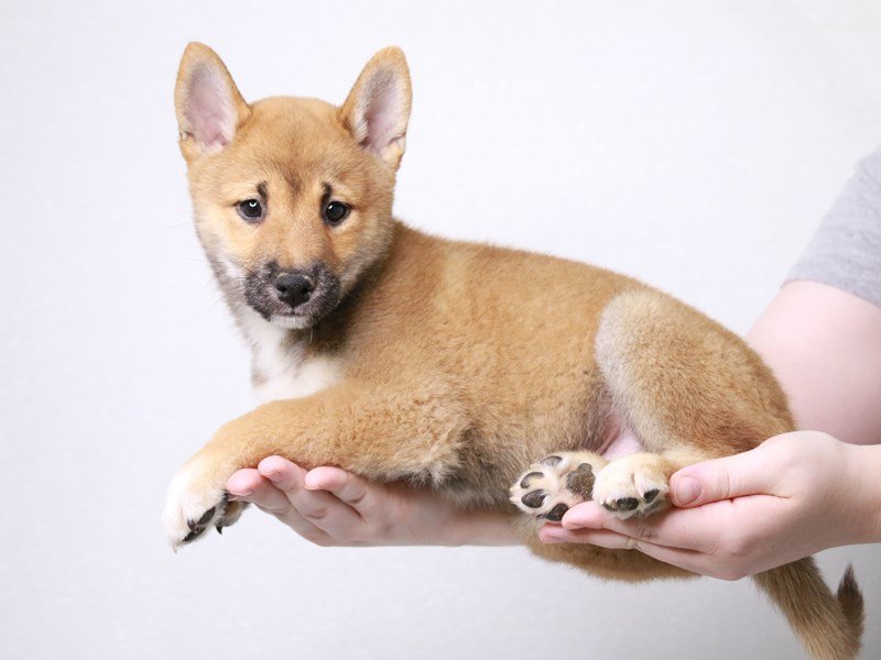 Shiba Inu-DOG-Male-Red Sesame-3822926-My Next Puppy