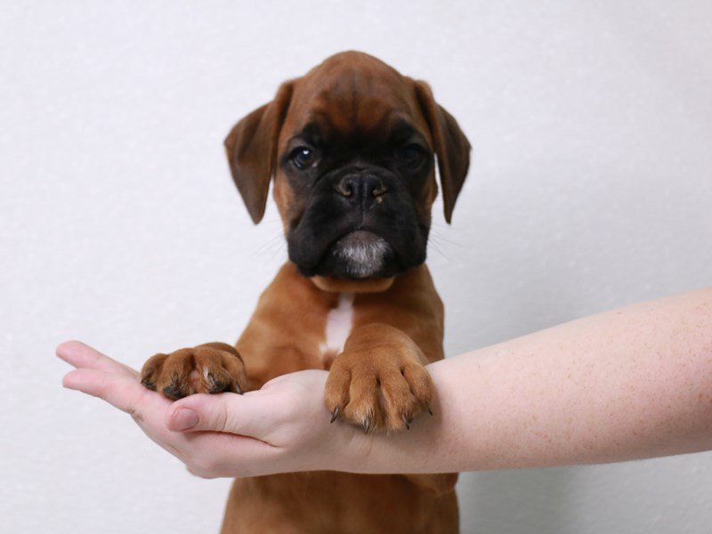 Boxer-Male-Fawn-3831316-My Next Puppy