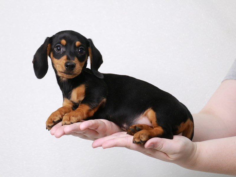 Miniature Dachshund-Male-Black / Tan-3831336-My Next Puppy