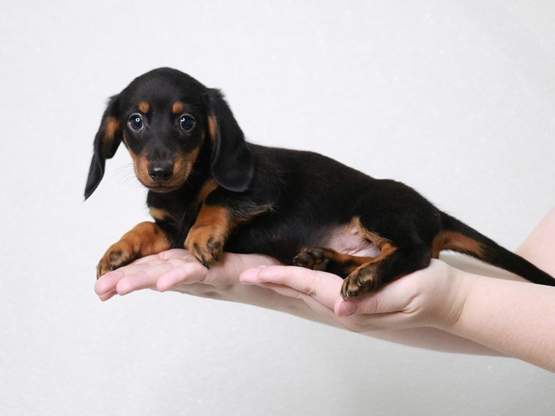 Miniature Dachshund-Male-Black / Tan-3831338-My Next Puppy