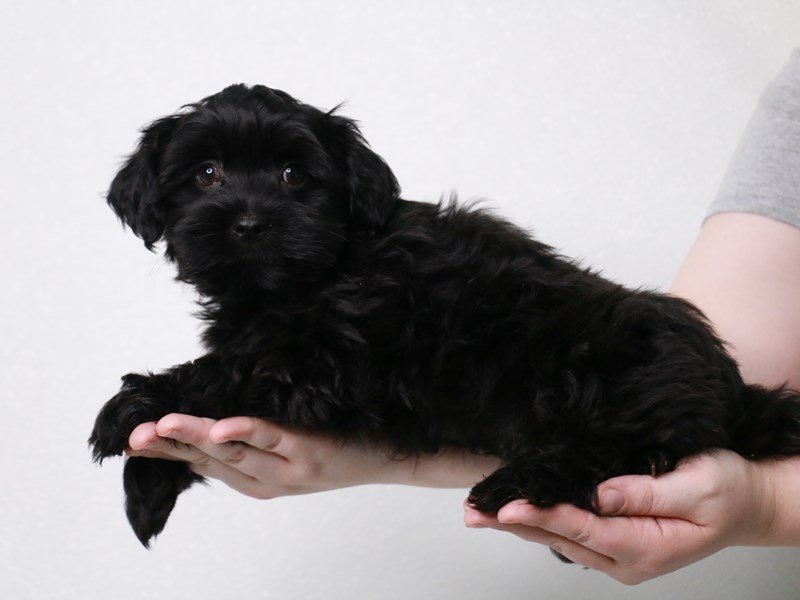 Havanese-Male-Black-3831311-My Next Puppy