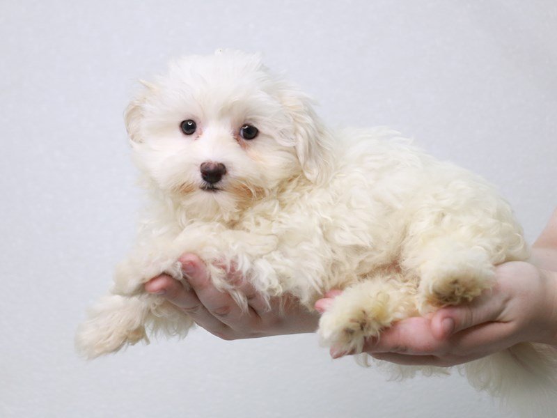 Maltese-Female-White-3831332-My Next Puppy