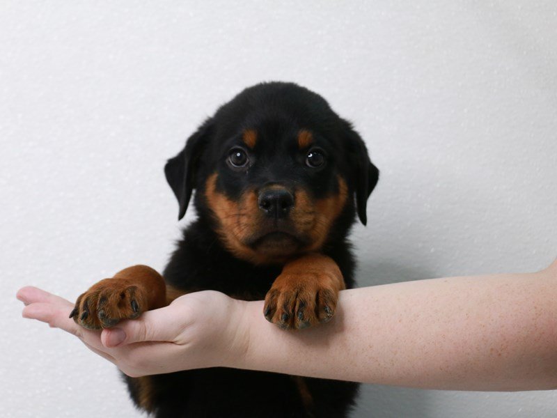 Rottweiler-DOG-Male-Black / Tan-3831322-My Next Puppy