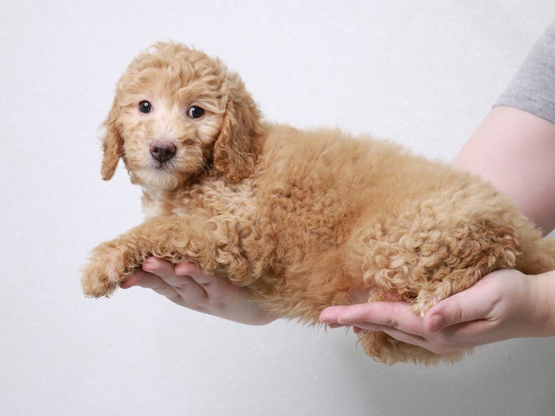 2nd Generation Mini Goldendoodle-DOG-Female-Light Golden-3831313-My Next Puppy