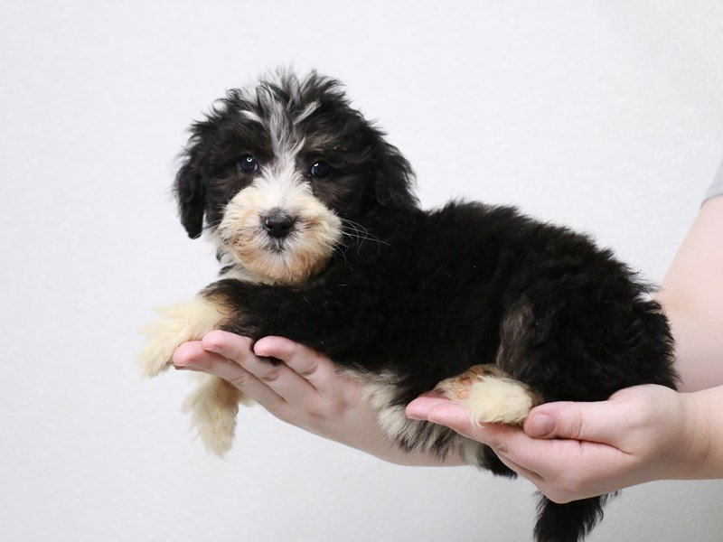 Sheepadoodle 2nd gen-DOG-Female-Silver-3831321-My Next Puppy