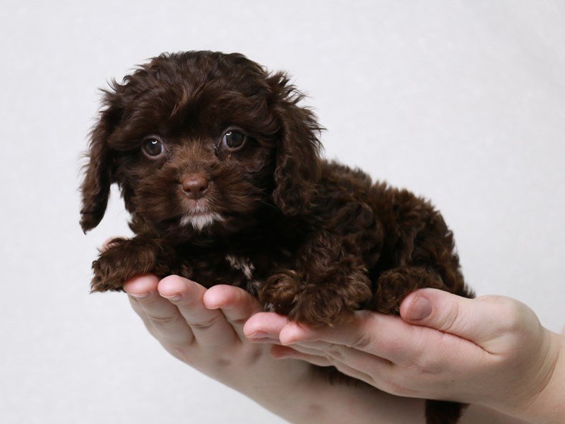 Cavapoo-Female-Chocolate-3831317-My Next Puppy