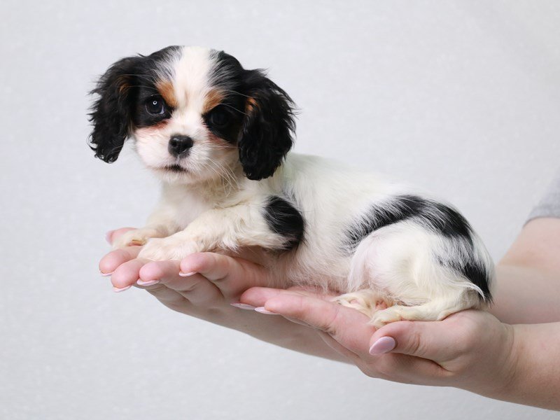 Cavalier King Charles Spaniel-DOG-Female-Black / White-3852629-My Next Puppy
