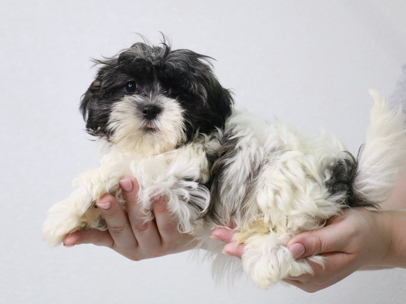 Teddy Bear-Female-Brindle / White-3757796-My Next Puppy