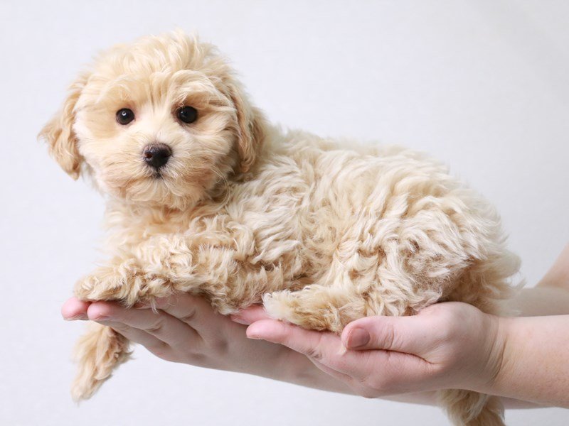Maltipoo-DOG-Male-Apricot-3822911-My Next Puppy