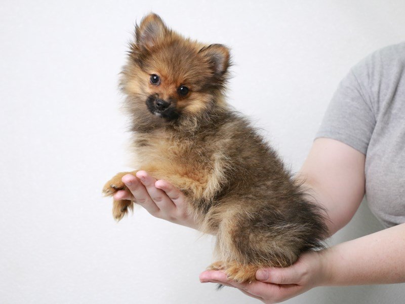 Pomeranian-DOG-Male-Red Sable-3831325-My Next Puppy