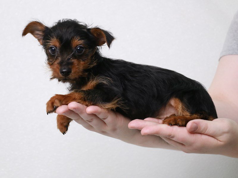 Yorkshire Terrier-Male-Black / Tan-3831333-My Next Puppy